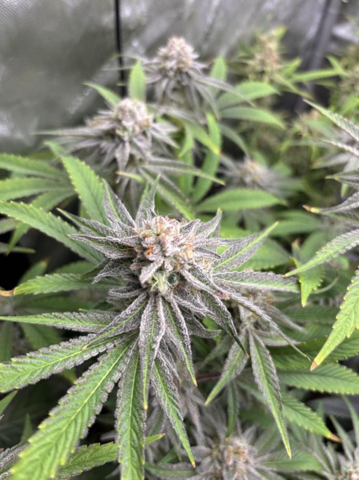 5 Strain. Week 15