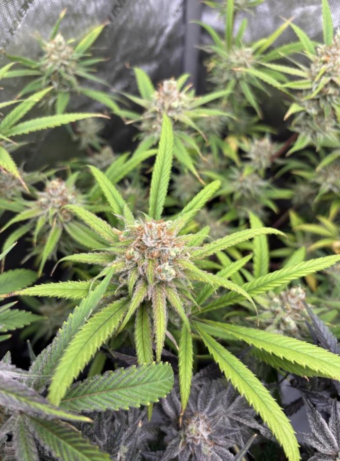 5 Strain. Week 15