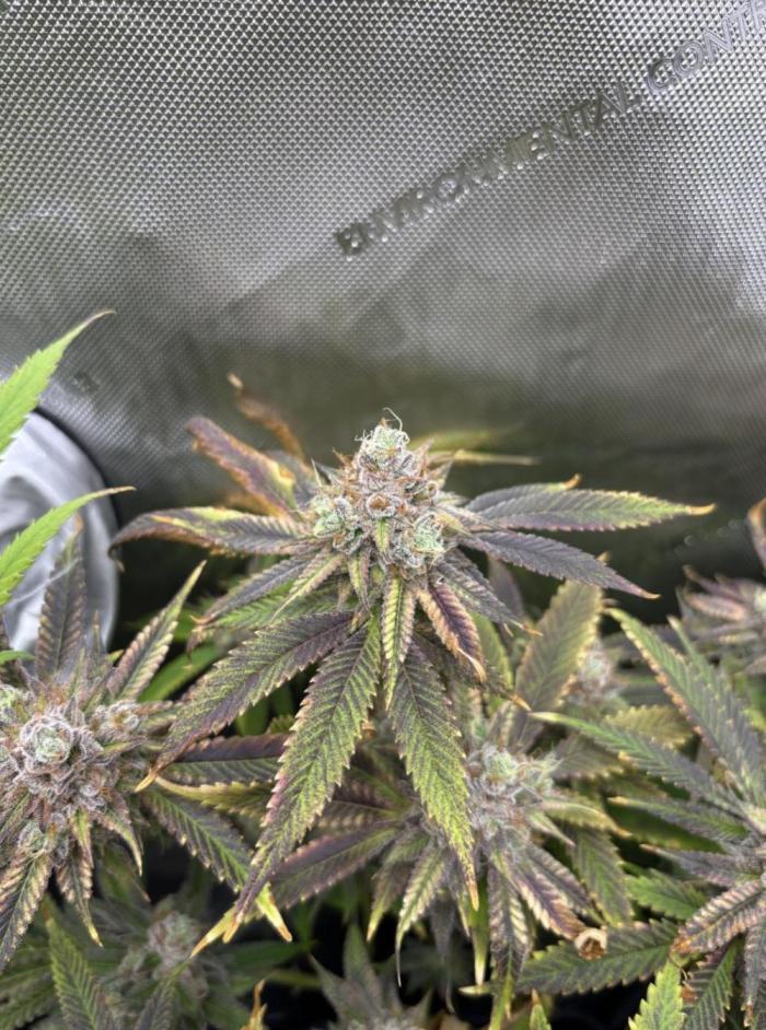 5 Strain. Week 15