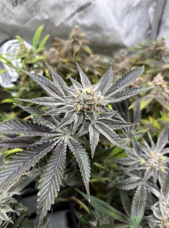 5 Strain. Week 15