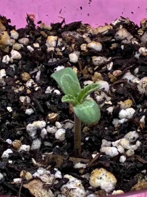 Cherry Punch F1. Week 1