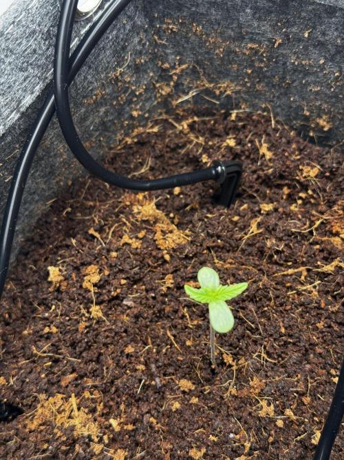1st Grow - OG Bubblegum Auto - FastBudz. Week 0 - 5APR26
