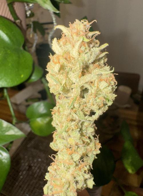 1st Grow - OG Bubblegum Auto - FastBudz. Week 13