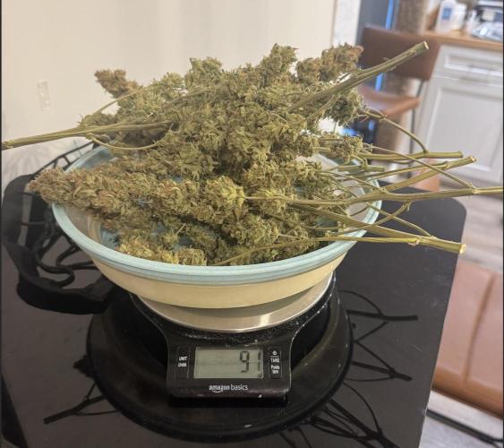 1st Grow - OG Bubblegum Auto - FastBudz. Week 13