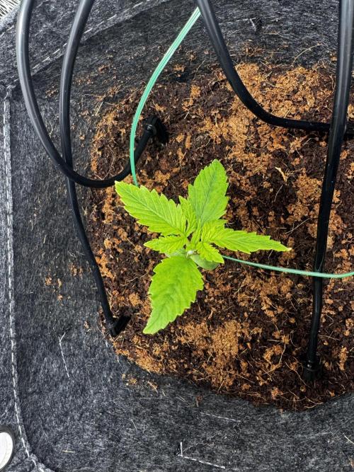 1st Grow - OG Bubblegum Auto - FastBudz. Week 5