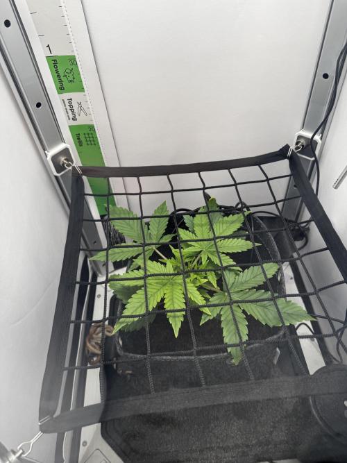 1st Grow - OG Bubblegum Auto - FastBudz. Week 5