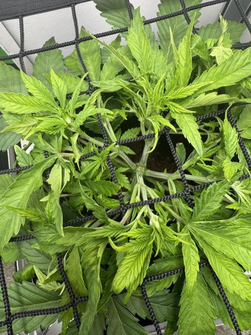 1st Grow - OG Bubblegum Auto - FastBudz. Week 5