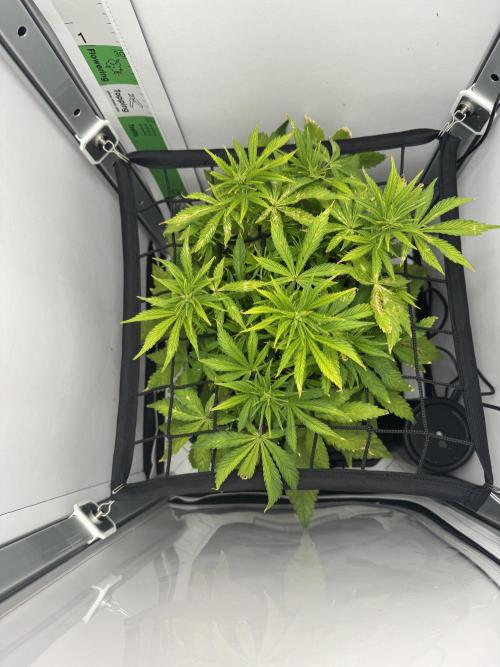 1st Grow - OG Bubblegum Auto - FastBudz. Week 5
