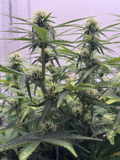 1st Grow - OG Bubblegum Auto - FastBudz. Week 6