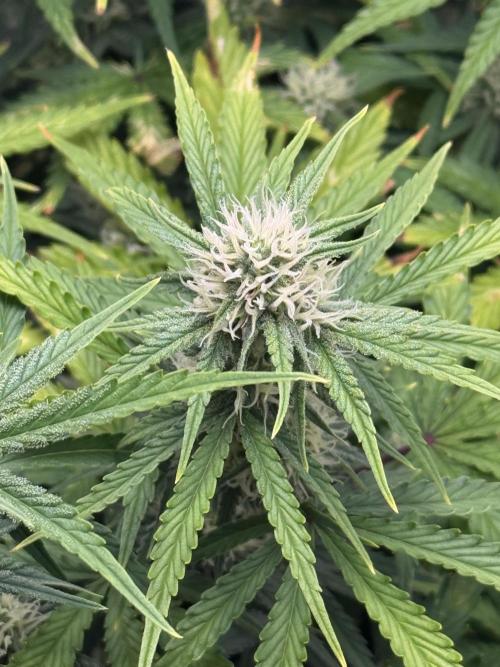 1st Grow - OG Bubblegum Auto - FastBudz. Week 6