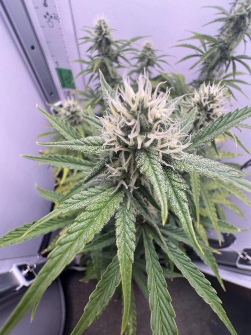 1st Grow - OG Bubblegum Auto - FastBudz. Week 6