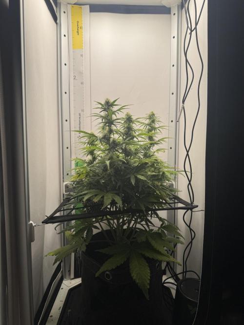 1st Grow - OG Bubblegum Auto - FastBudz. Week 6