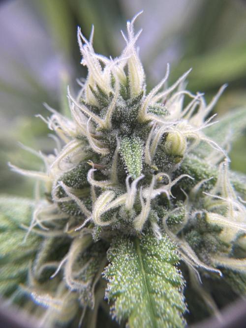 1st Grow - OG Bubblegum Auto - FastBudz. Week 6