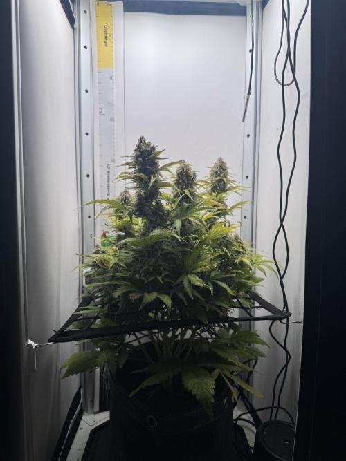 1st Grow - OG Bubblegum Auto - FastBudz. Week 6