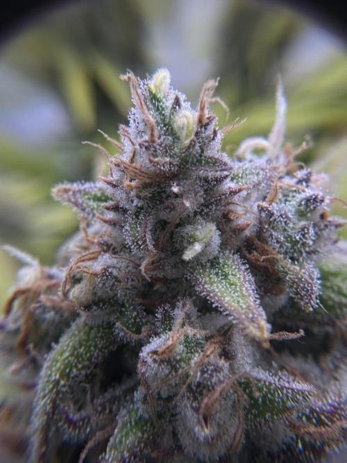 1st Grow - OG Bubblegum Auto - FastBudz. Week 6