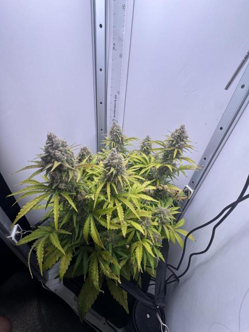 1st Grow - OG Bubblegum Auto - FastBudz. Week 6