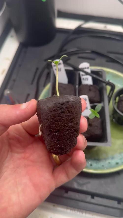 Lilac Diesel Auto w/ Lab Testing