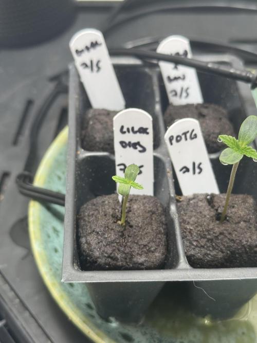 Lilac Diesel Auto w/ Lab Testing. Week 0