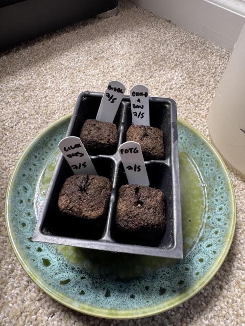 Lilac Diesel Auto w/ Lab Testing. Week 0