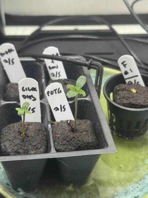 Planet of the Grapes Auto w/ Lab Testing. Week 0