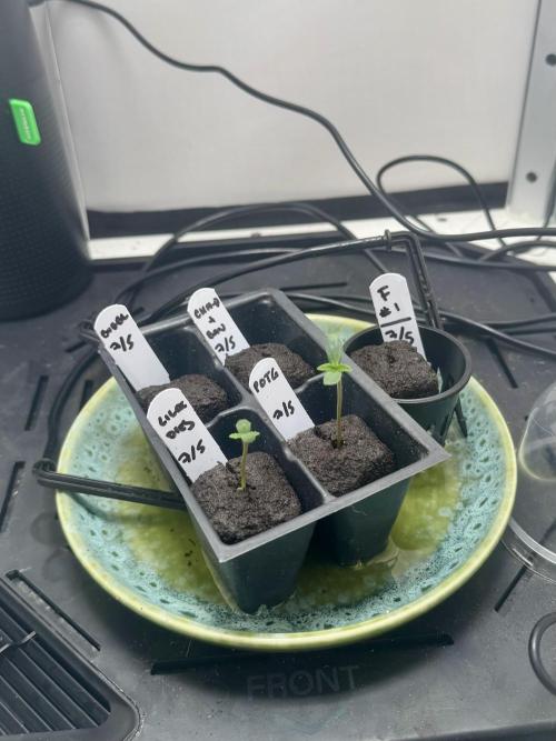 Planet of the Grapes Auto w/ Lab Testing. Week 0
