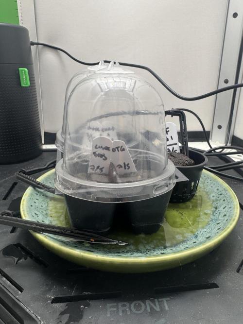 Planet of the Grapes Auto w/ Lab Testing. Week 0