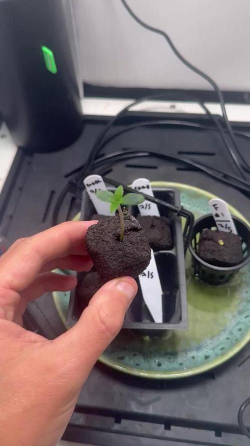 Planet of the Grapes Auto w/ Lab Testing