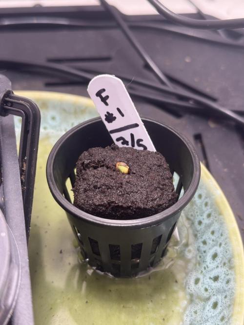 Future #1 w/ Lab Test - Chasing MAX THC. Week 0 - 7/9 - pushing out of the starter pod