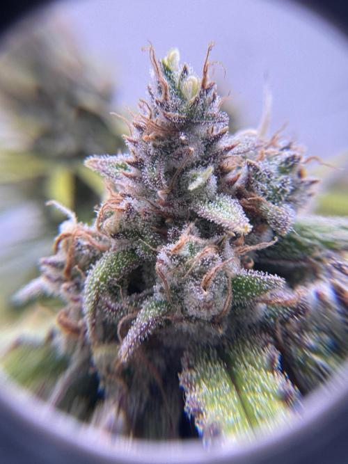 BubbleGum Auto. Week 13