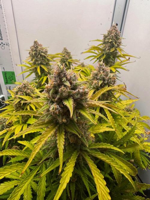 BubbleGum Auto. Week 13
