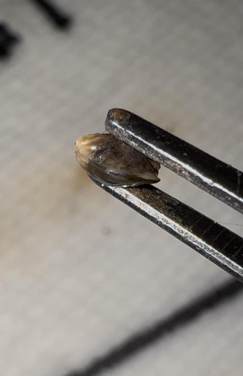 Future #1 Pheno Hunt w/ Lab Testing. Week 0 - F1-2 Tap Root