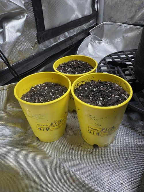 Future #1 Pheno Hunt w/ Lab Testing. Week 0 - F1-1,2,3