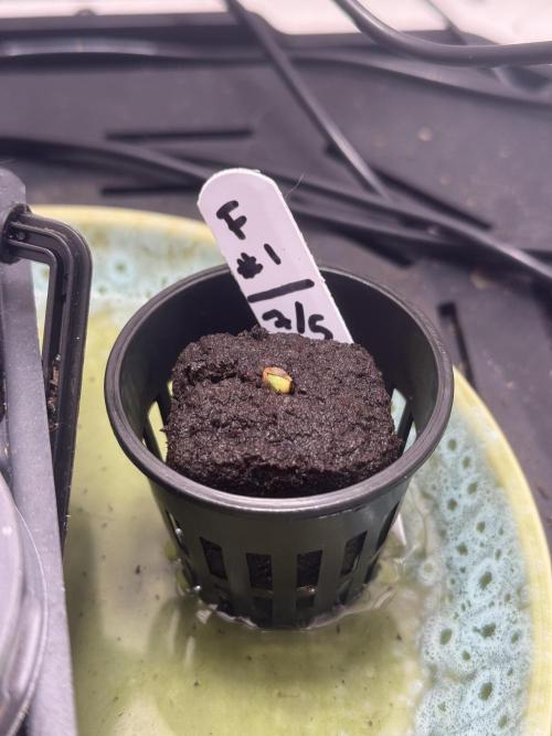 Future #1 Pheno Hunt w/ Lab Testing. Week 0 - F1-0 Germination