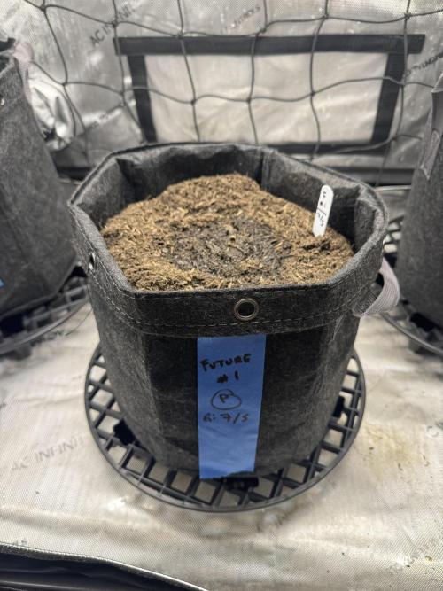 Future #1 Pheno Hunt w/ Lab Testing. Week 0 - F1-0 After Being Planted
