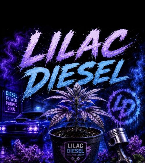💜⛽️ Lilac Diesel Auto - AB Testing. Week 0