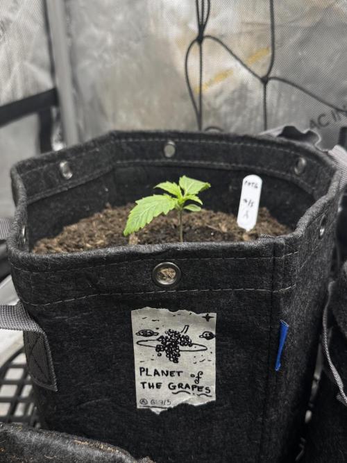 🍇 Planet of the Grapes Auto + Lab Test. Week 1 - POTG as of 7/15, 12 days post-germ