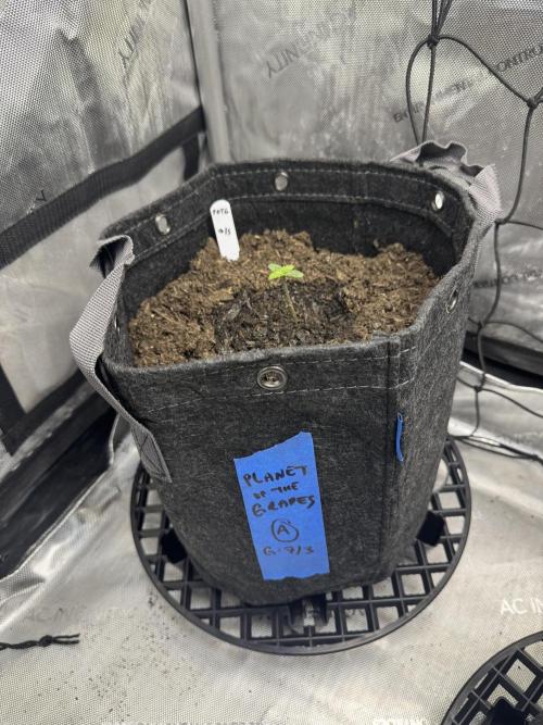 Advance Grow Tent System 2x4, Integrated Smart Controls. Week 1