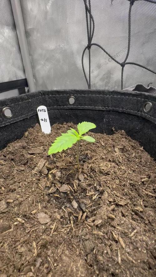 🍇 Planet of the Grapes Auto + Lab Test
