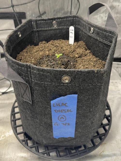 💜⛽️ Lilac Diesel Auto - AB Testing. Week 1