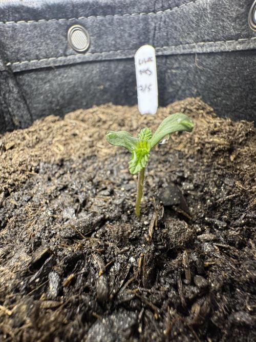💜⛽️ Lilac Diesel Auto - AB Testing. Week 1