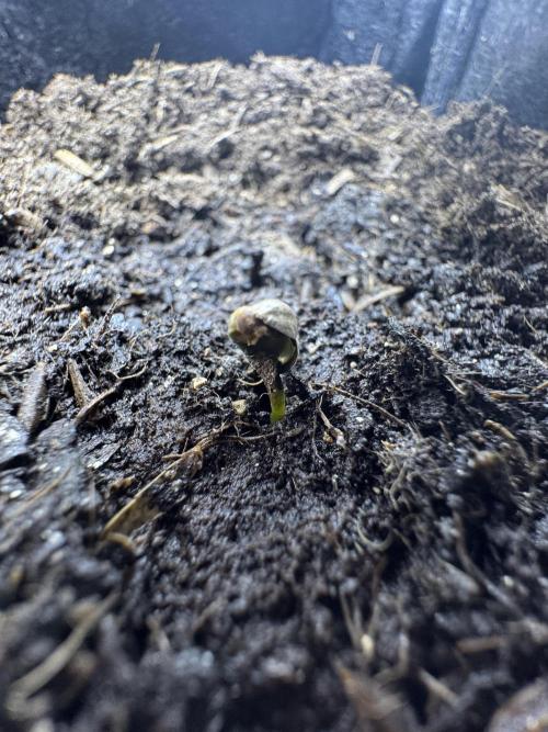Future #1 Pheno Hunt w/ Lab Testing. Week 0 - FU-0