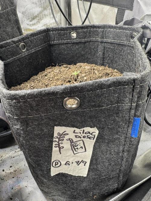 Lilac Diesel Rbx2 Photo - AB Testing. Week 0