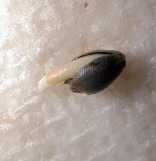 Lilac Diesel Rbx2 Photo - AB Testing. Week 0