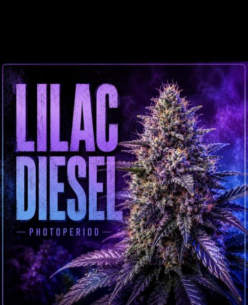 Lilac Diesel Rbx2 Photo - AB Testing. Week 0