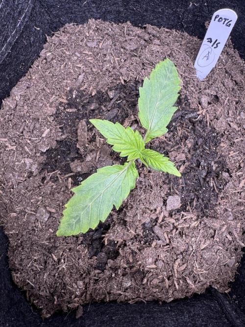 🍇 Planet of the Grapes Auto + Lab Test. Week 1 - 7/15