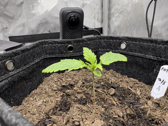 Advance Grow Tent System 2x4, Integrated Smart Controls. Week 1