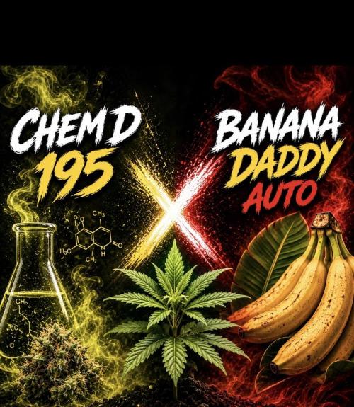 ⛽️🍌 Chem D 195 x Banana Daddy Auto. Week 0