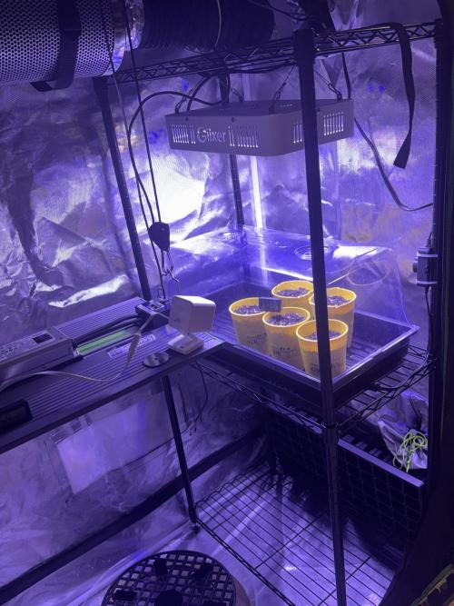 🔮Future #1 Pheno Hunt w/ Lab Testing. Week 1