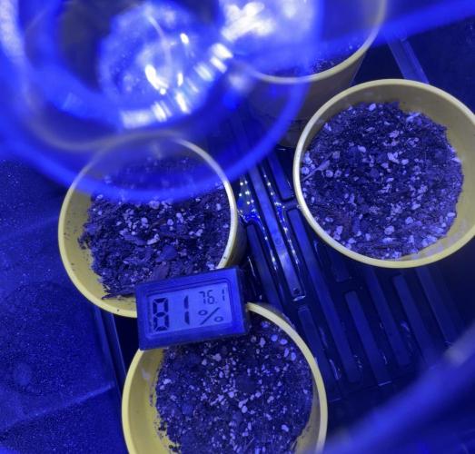 🔮Future #1 Pheno Hunt w/ Lab Testing. Week 1