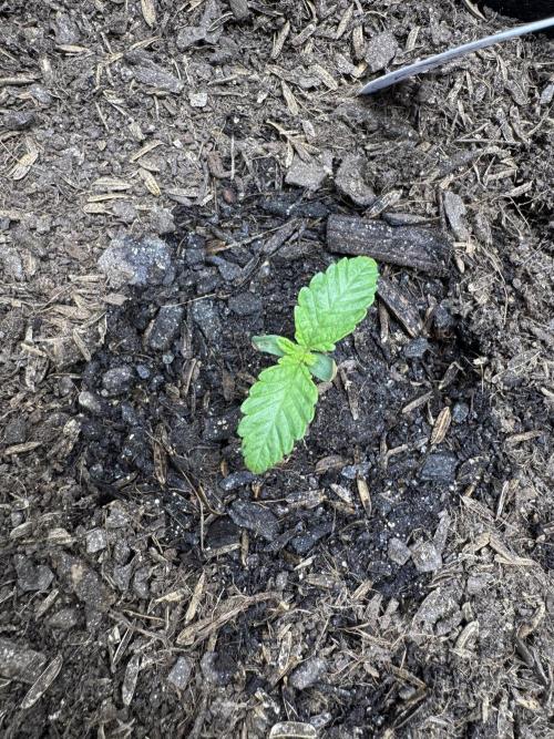 🔮Future #1 Pheno Hunt w/ Lab Testing. Week 1